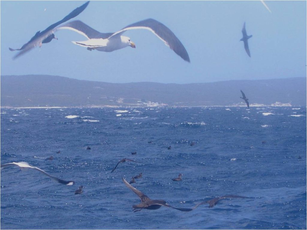 Seabirds