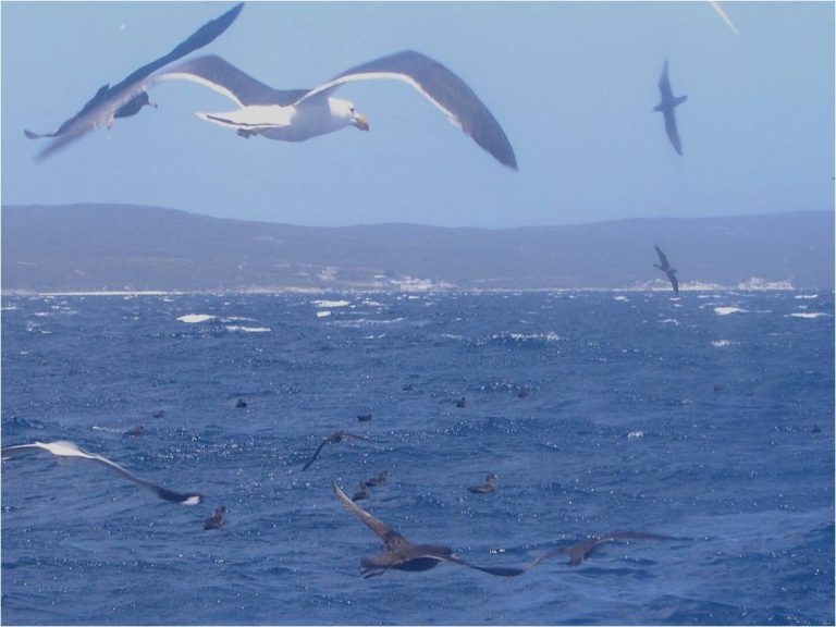 Seabirds