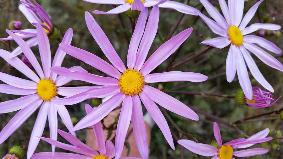 Senecio