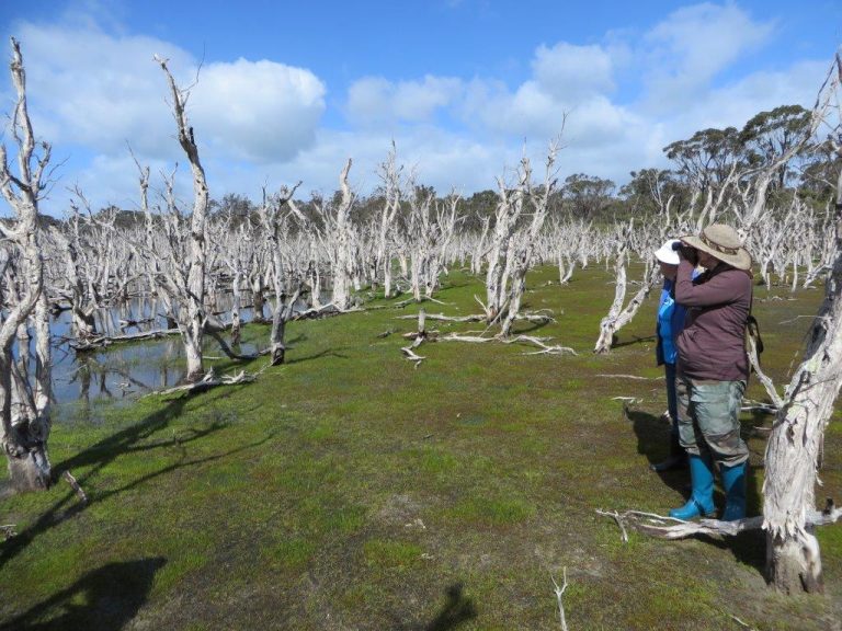 Wetland Restoration