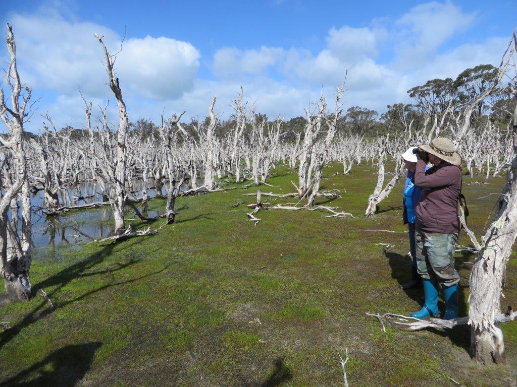 Wetland Restoration