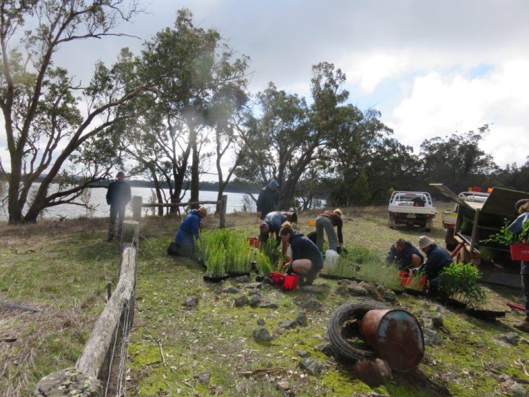 Revegetation Cranbrook