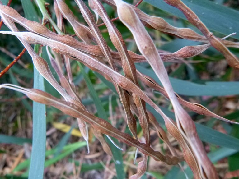 Wattle