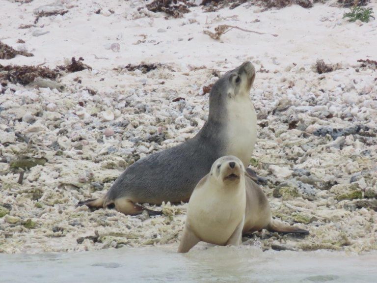 A Trip to the Abrolhos