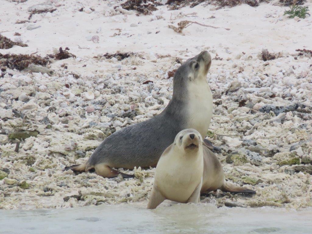 A Trip to the Abrolhos