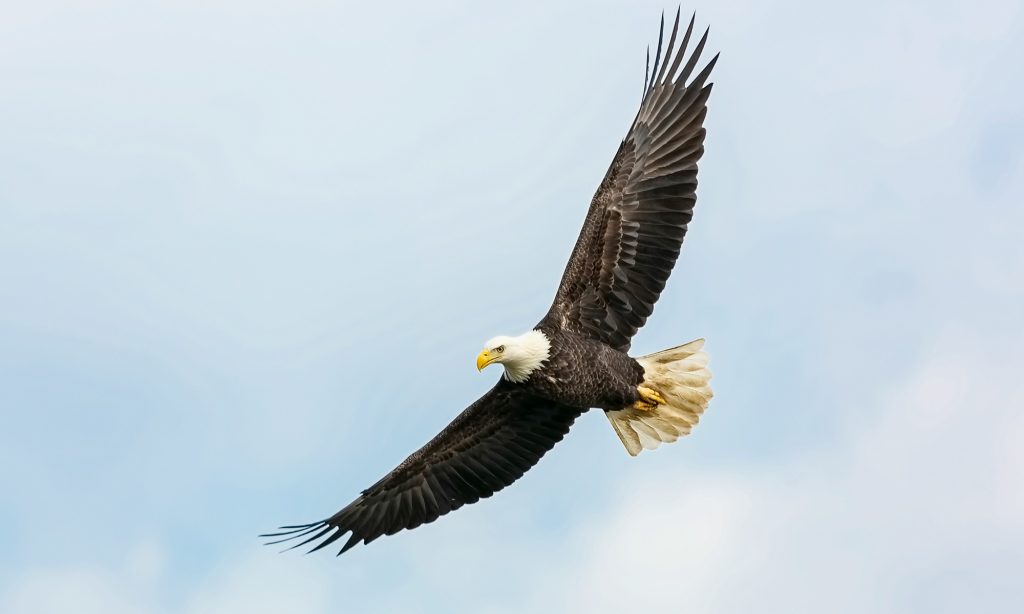 Seeing Like an Eagle