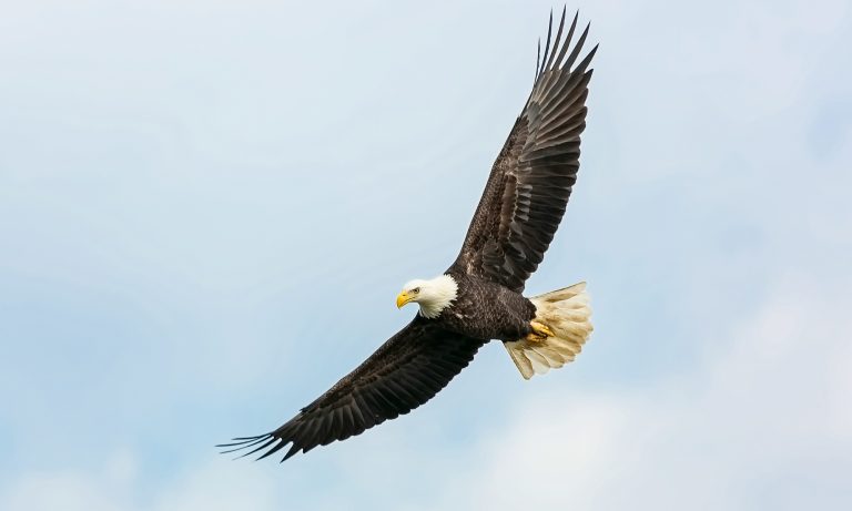 Seeing Like an Eagle