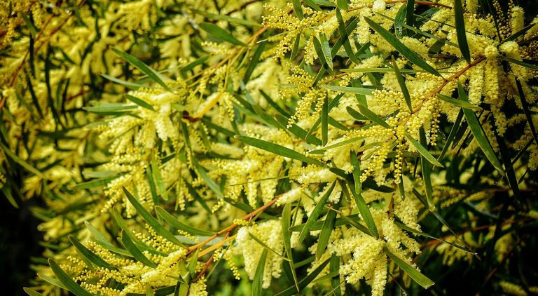 Golden Wattle
