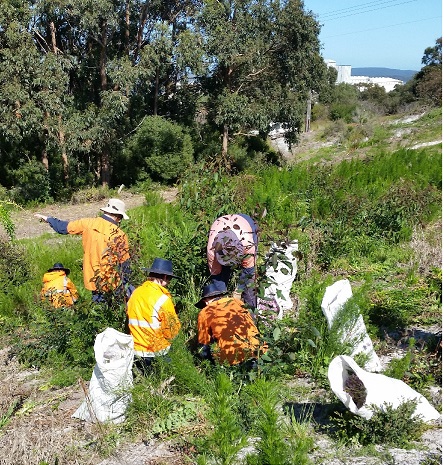Senecio Glastifolius Eradication