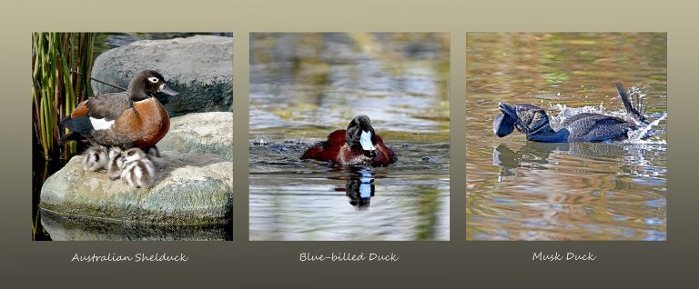 Ducks of the South Coast