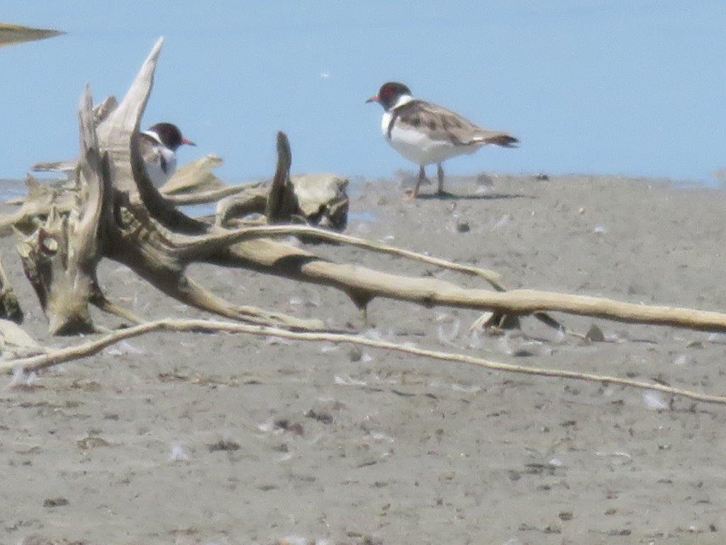 Hooded Plover