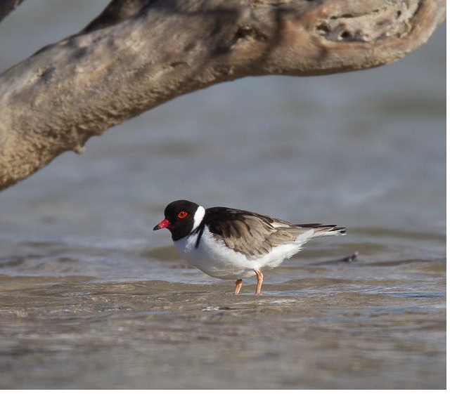 Hooded Plover and Salt-Lakes Foreshore Conservation, North Stirlings, WA