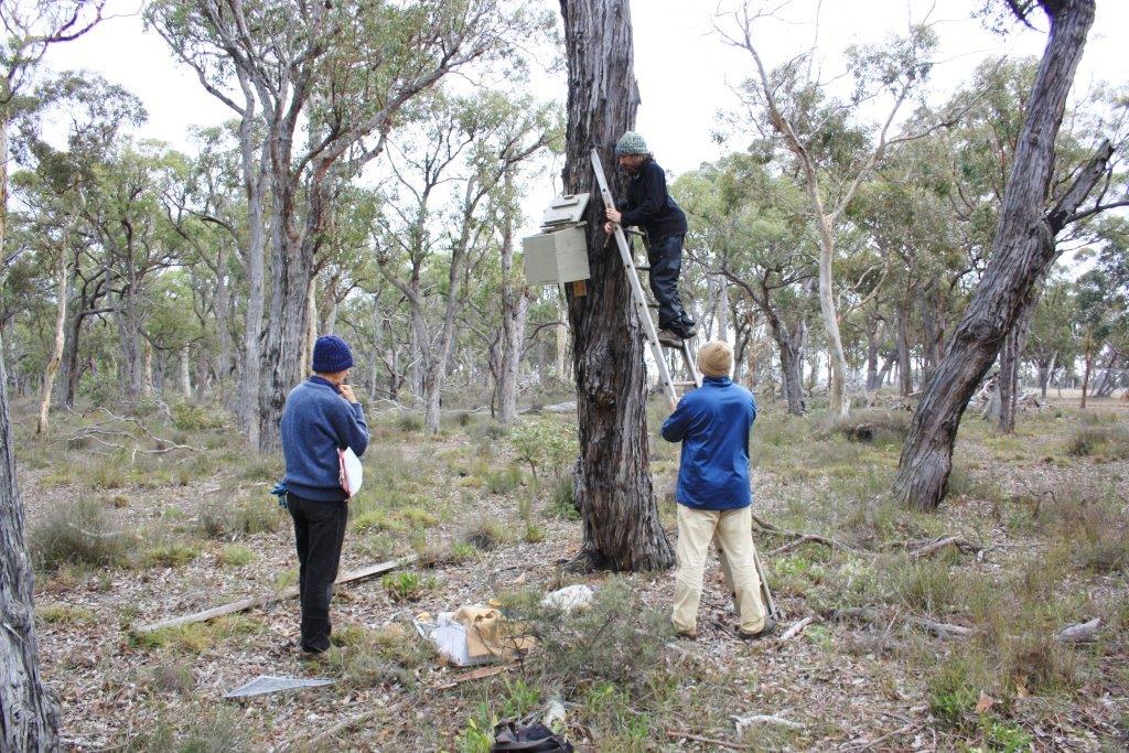 Citizen Science Fauna Weekend