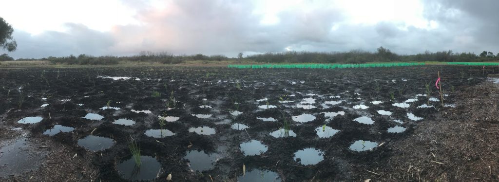 Cockburn Planting