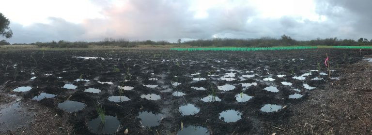 Cockburn Planting