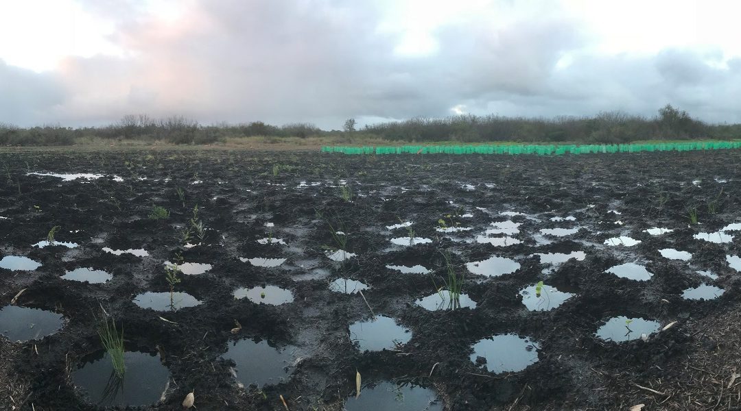 Perth’s Record Winter Rains put Wetland Plantings on Hold