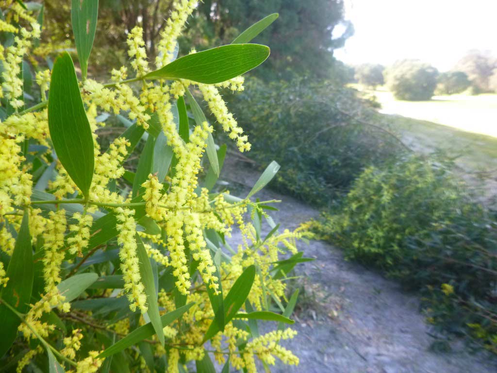 Weedy Wattle