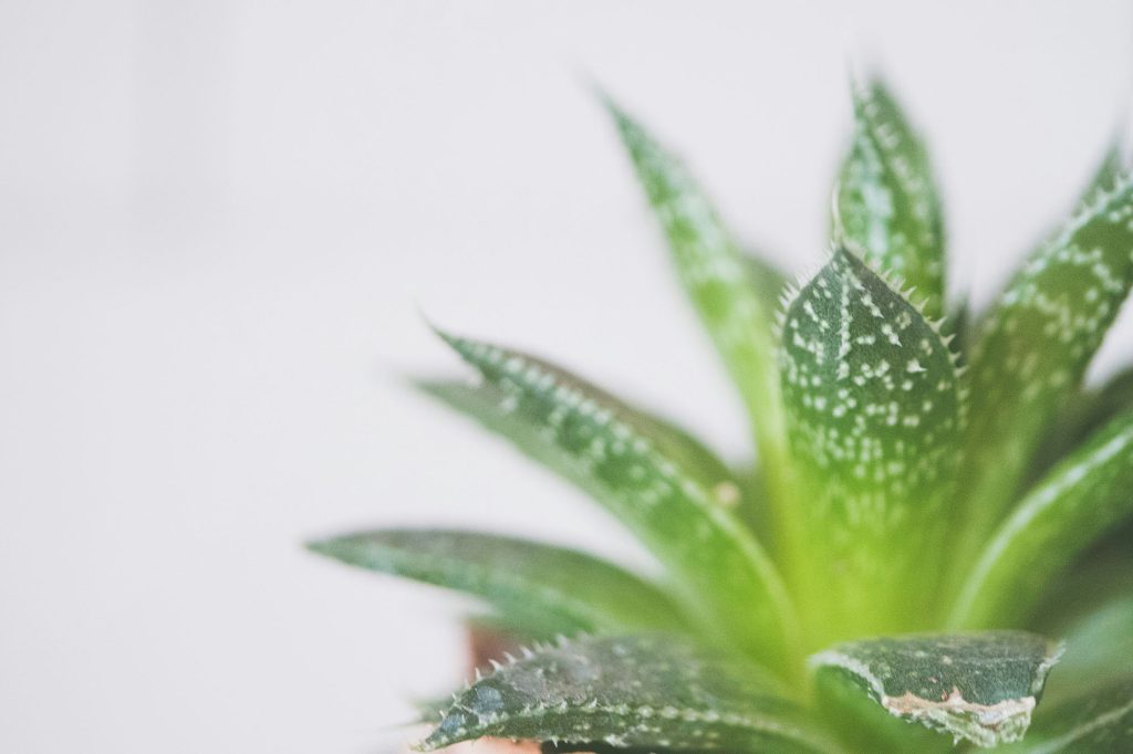 Aloe Vera