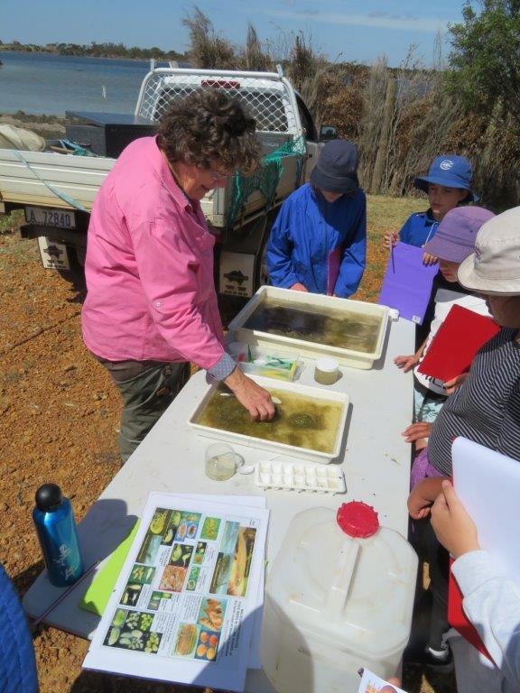Spotlight on Cranbrooks Salt Lakes
