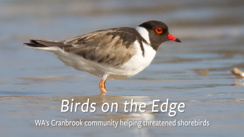 Birds on the Edge