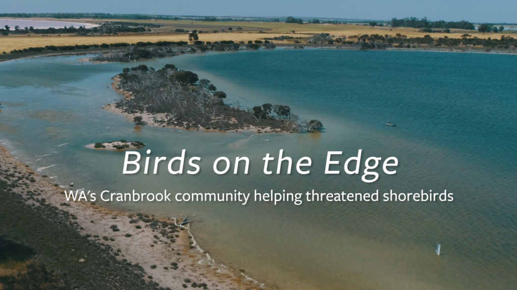 Birds on the Edge