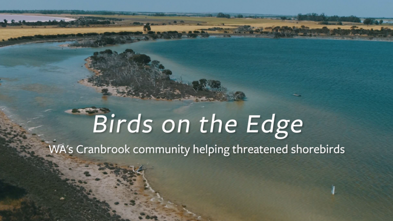 Birds on the Edge