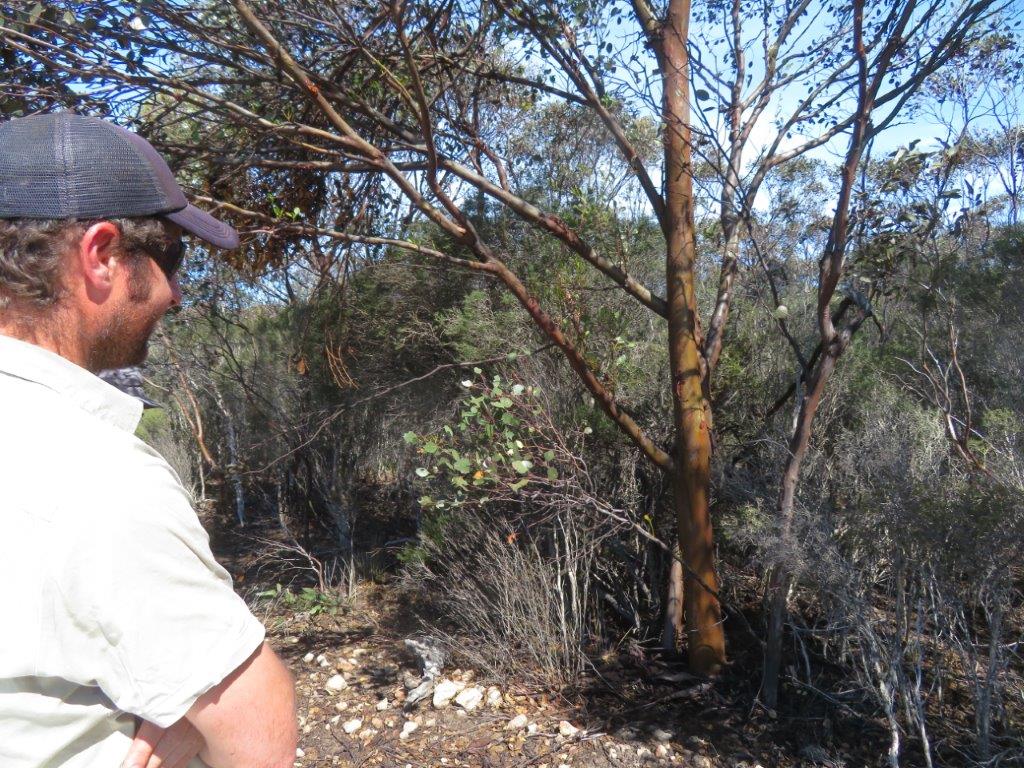 Biodiversity conservation in Gondwana
