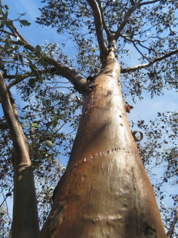 Biodiversity conservation in Gondwana