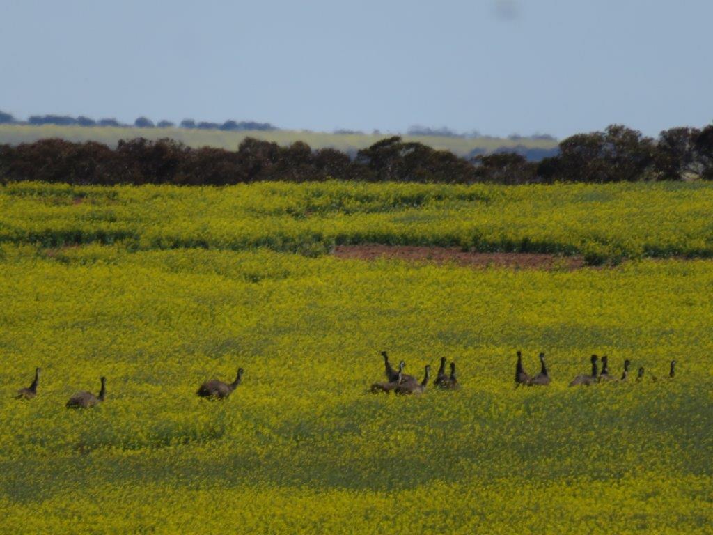 Biodiversity conservation in Gondwana