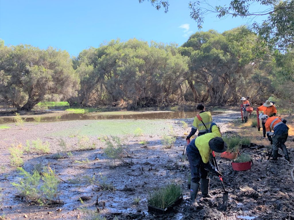 Planting at Yellagonga