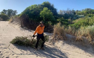 Combatting dune erosion at Coogee Beach