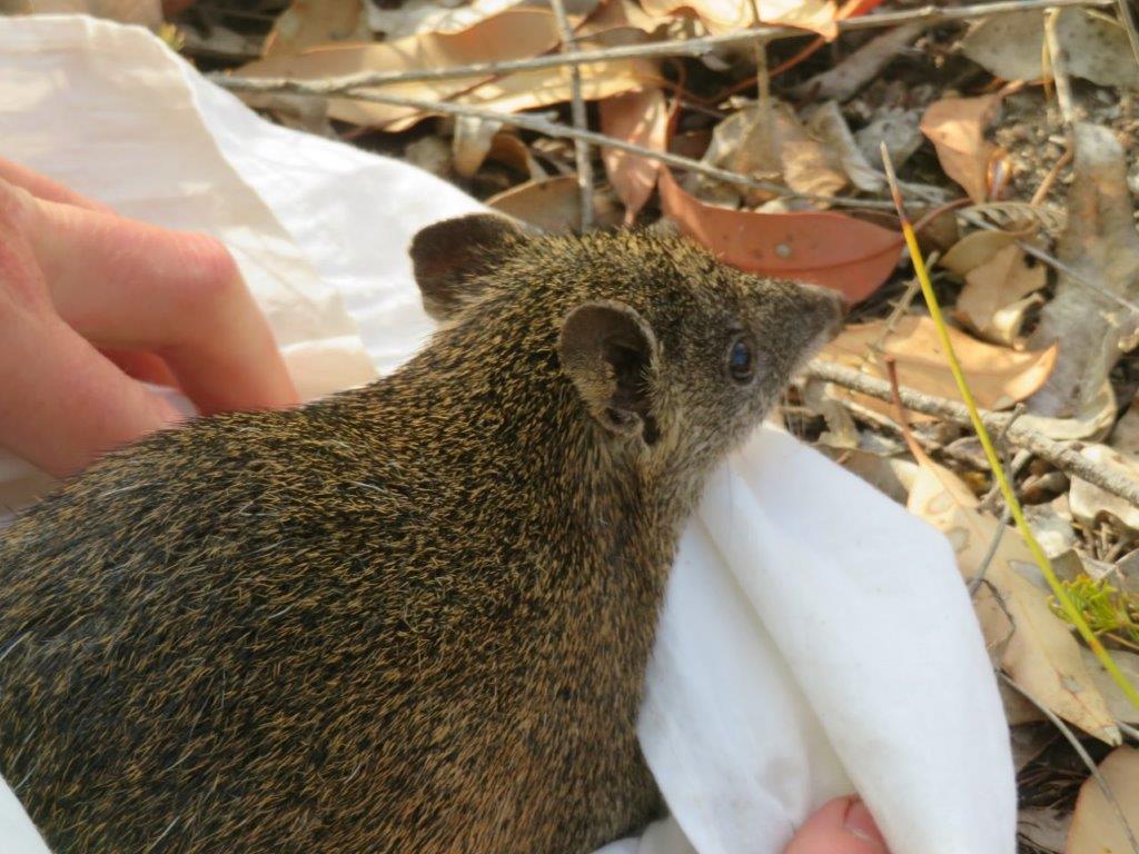 Bandicoots at Balijup