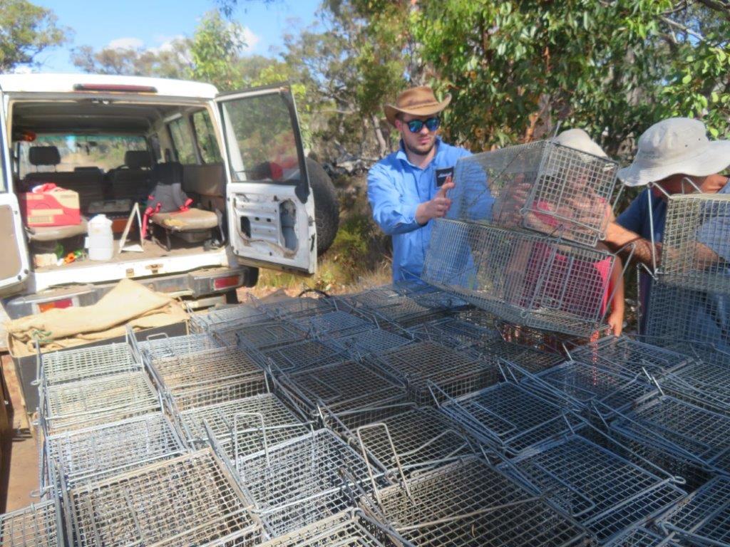 Bandicoots at Balijup