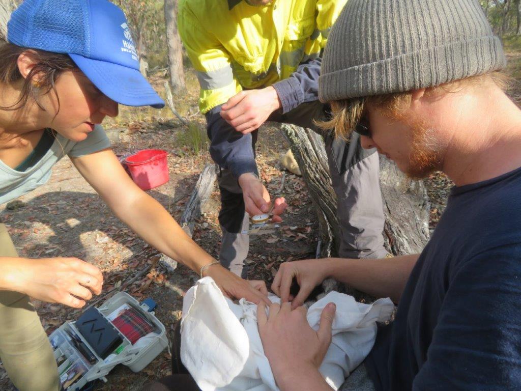 Bandicoots at Balijup