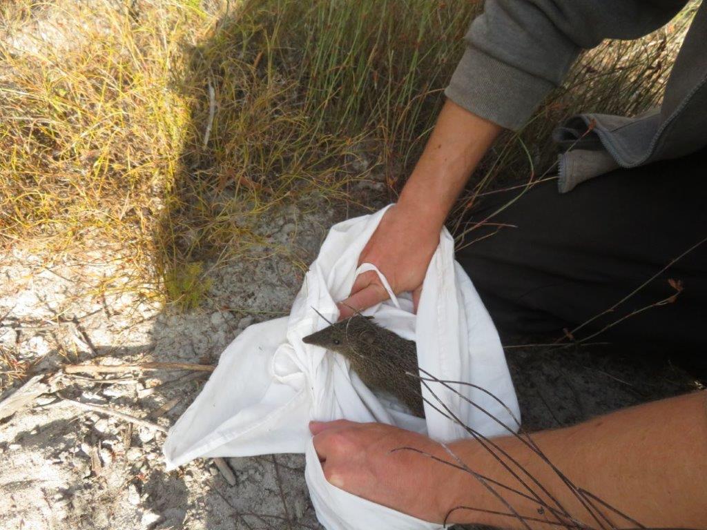 Bandicoots at Balijup