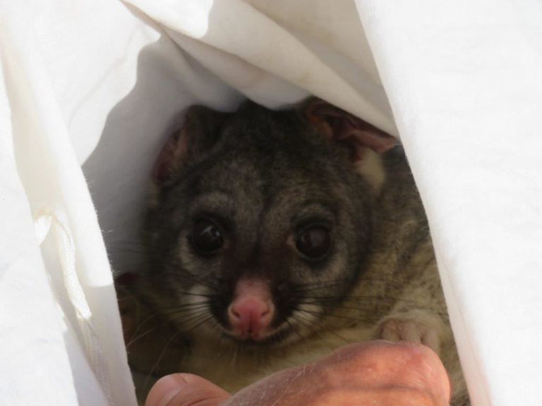 Bandicoots at Balijup