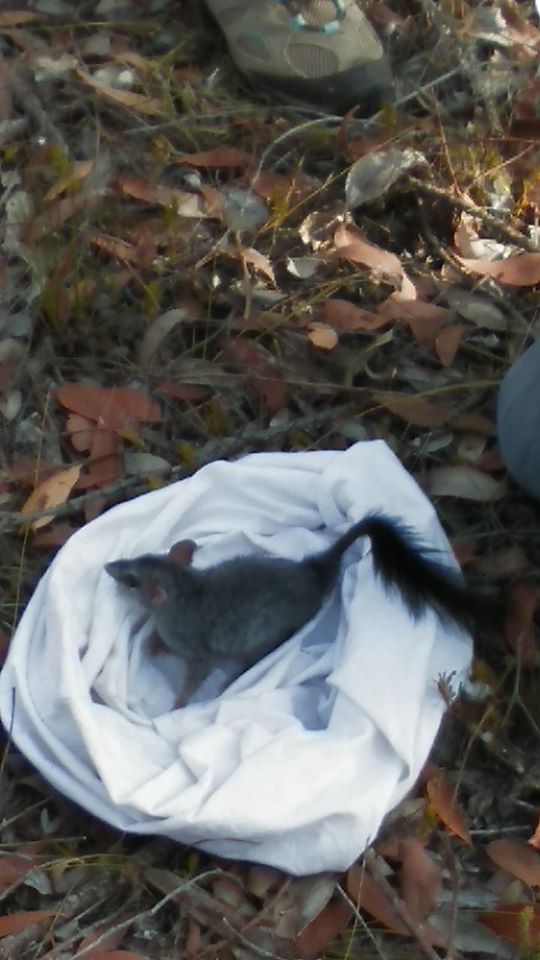 Bandicoots at Balijup