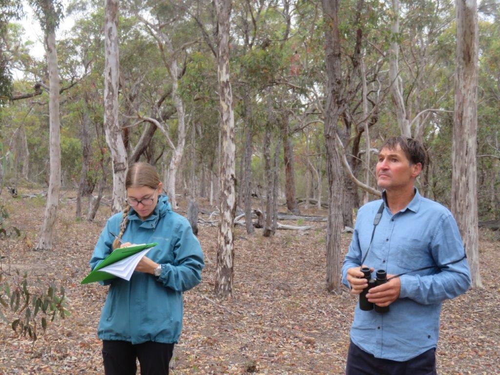 Bandicoots at Balijup