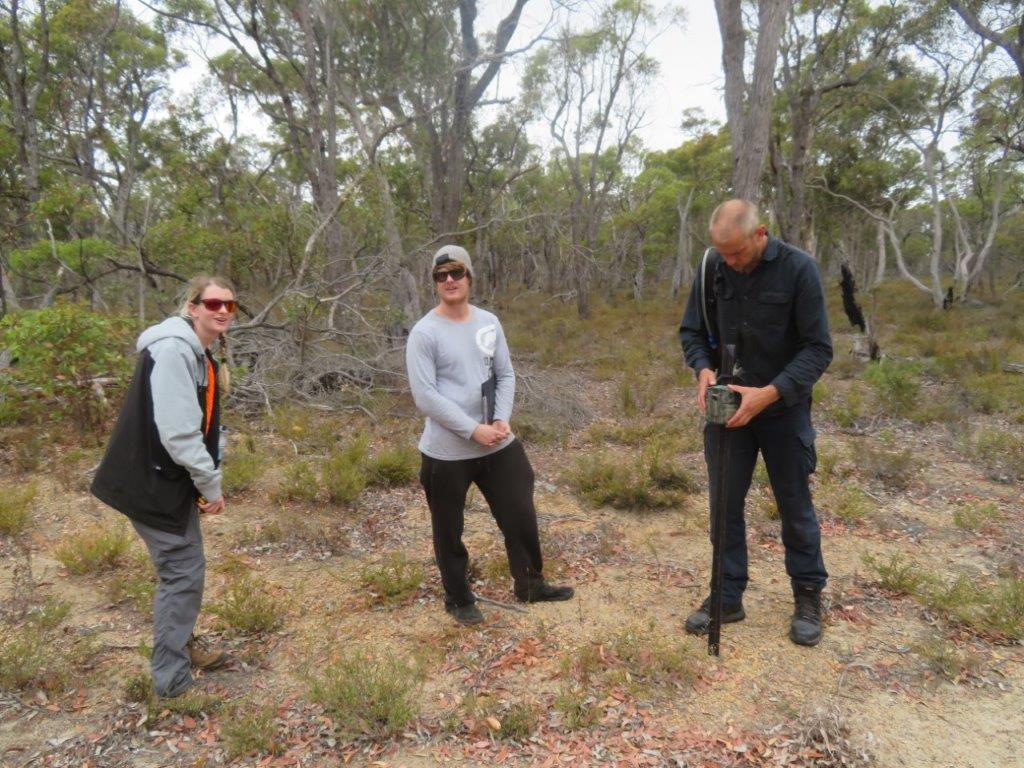 Bandicoots at Balijup