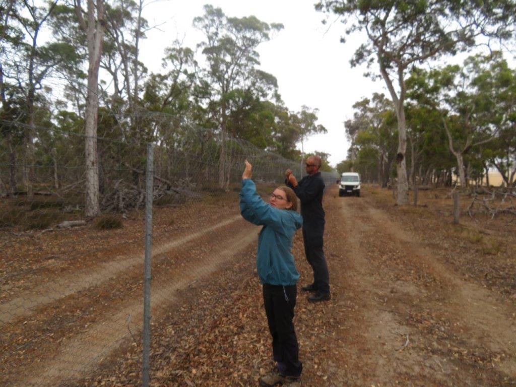 Bandicoots at Balijup