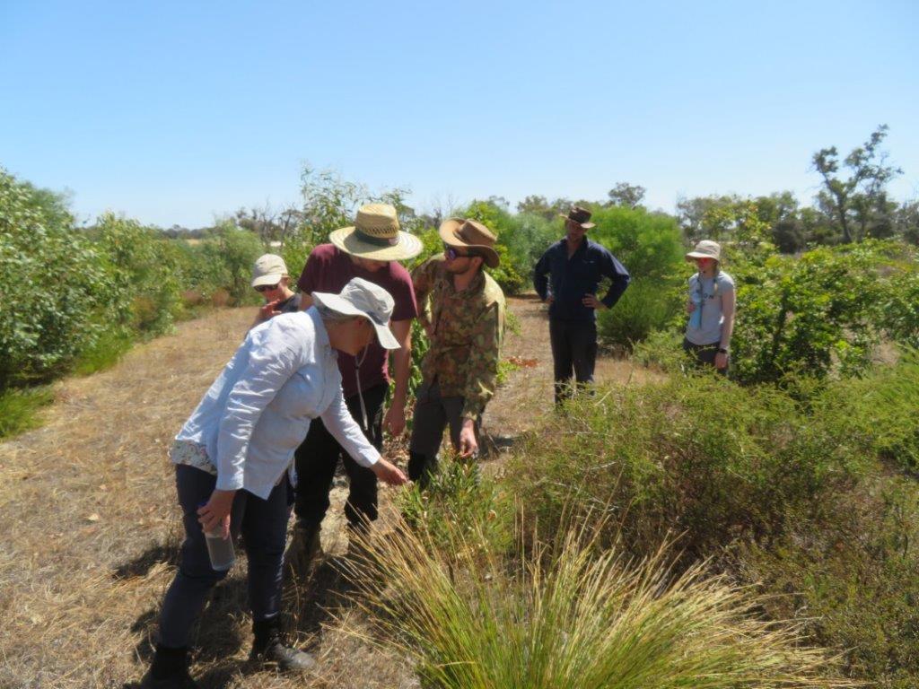 Bandicoots at Balijup
