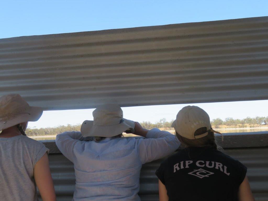 Bandicoots at Balijup