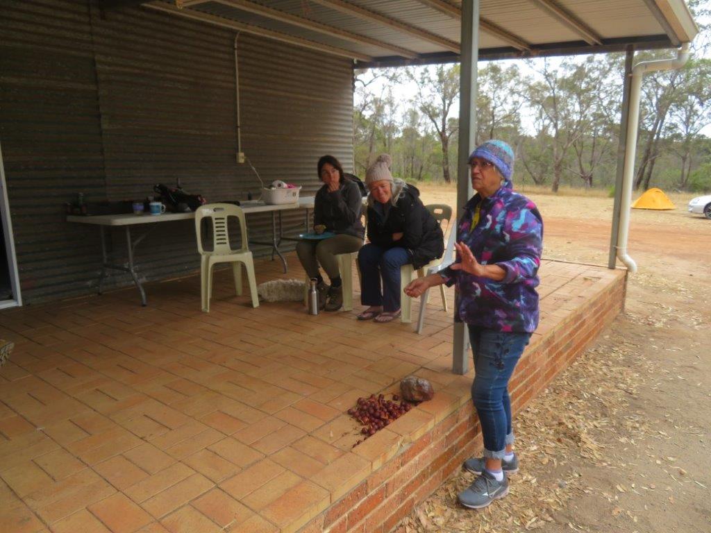 Bandicoots at Balijup