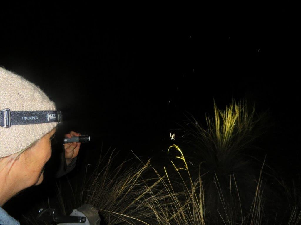 Bandicoots at Balijup