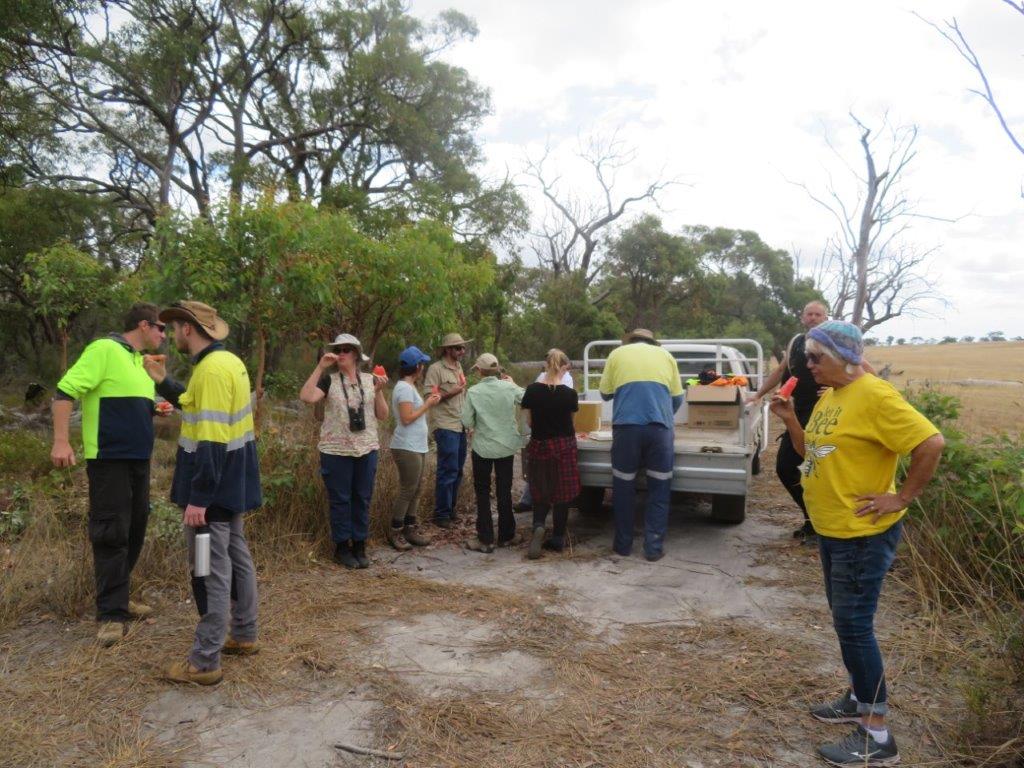 Bandicoots at Balijup