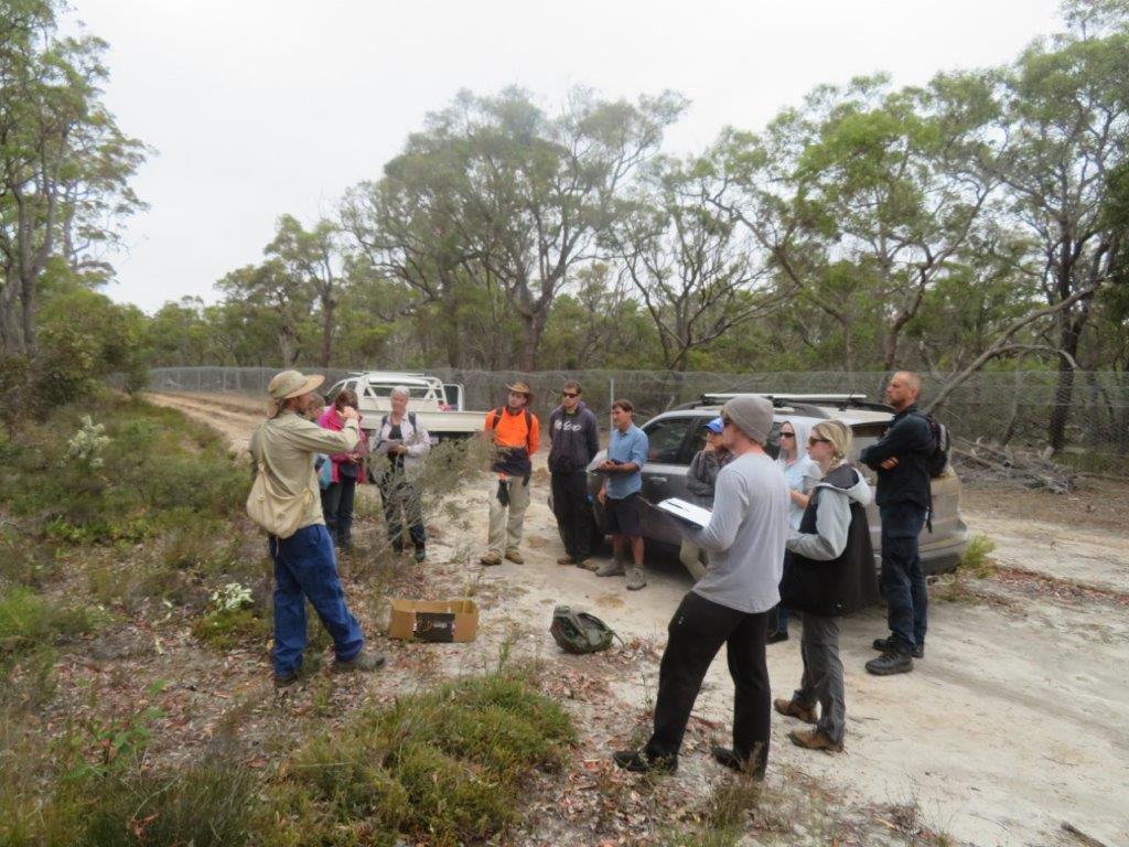 Bandicoots at Balijup
