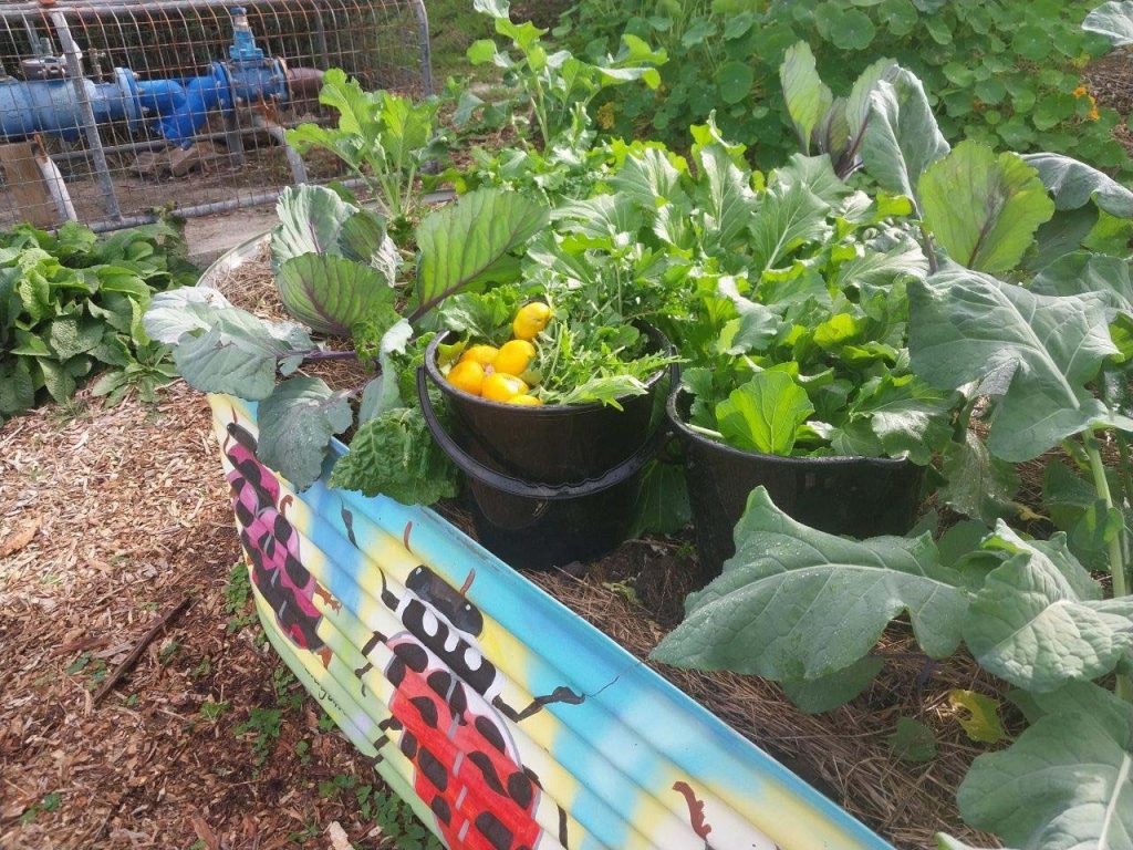 Garden Produce