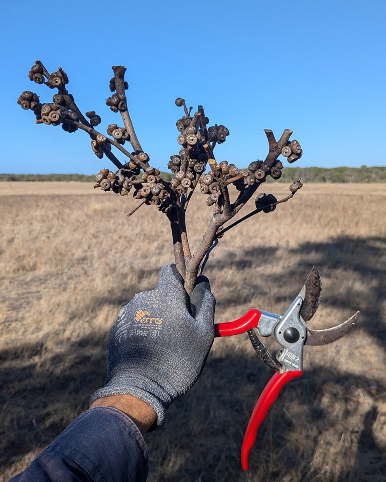 Seed collecting Eucalyptus todtiana Dandaragan