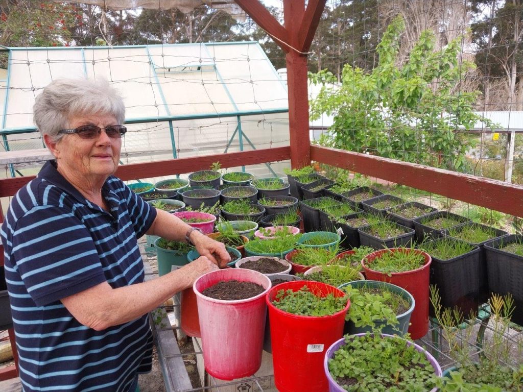 Potting plants