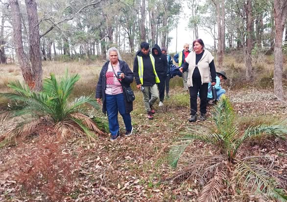 Aunty Eliza Woods, Nowanup Rangers and Green Skills Inc volunteers at Tootanellup and boggy lake with zamia palms Macrozamia riedlei. Photo - Rebecca Voisin
